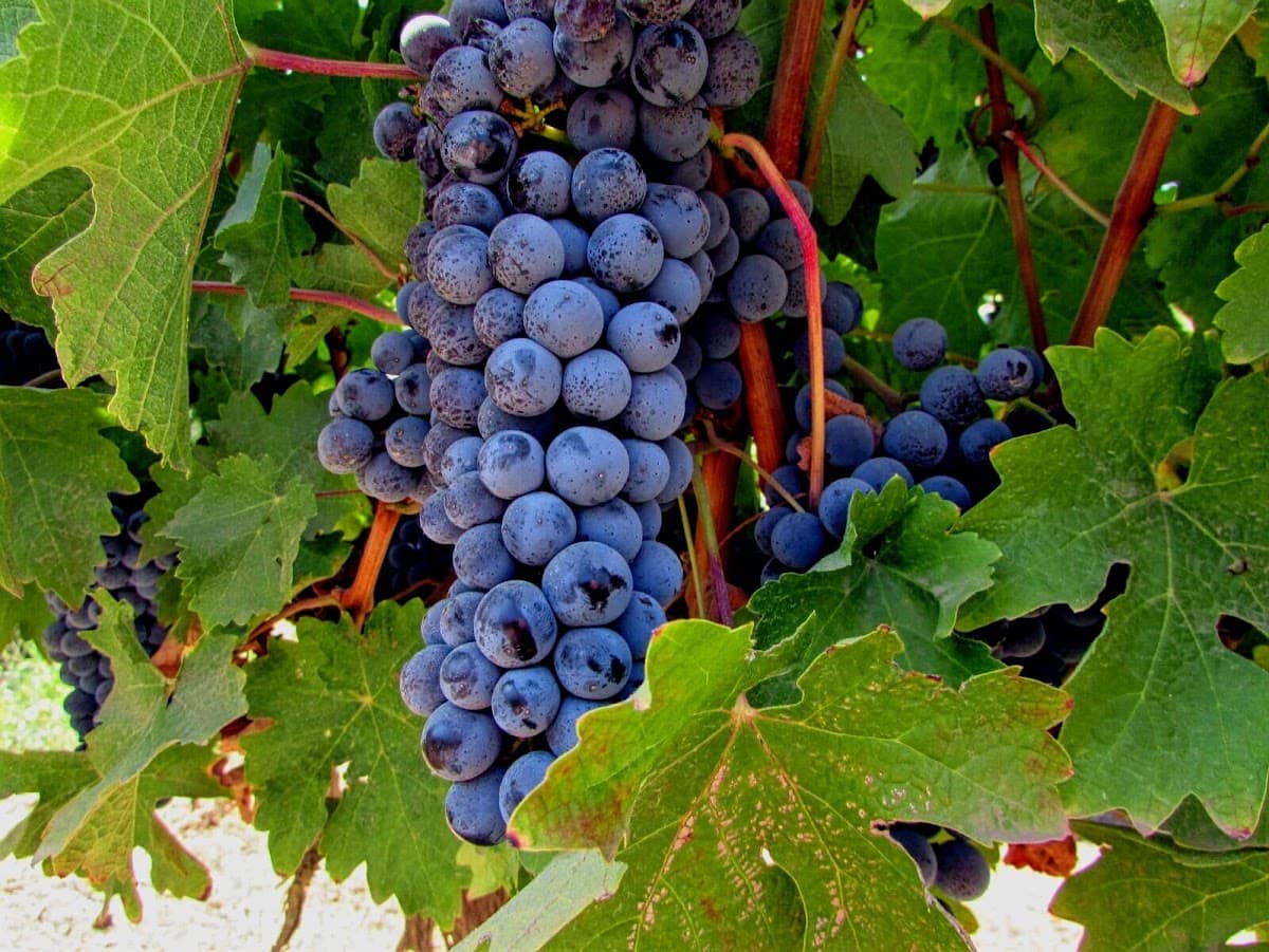 יקב שאטו רמו chateau-remo winery